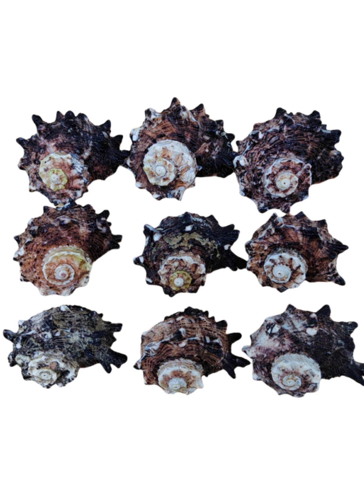 Natural Crown-of-Thorns Conch, - огляд і ціна Equestrian Helmet