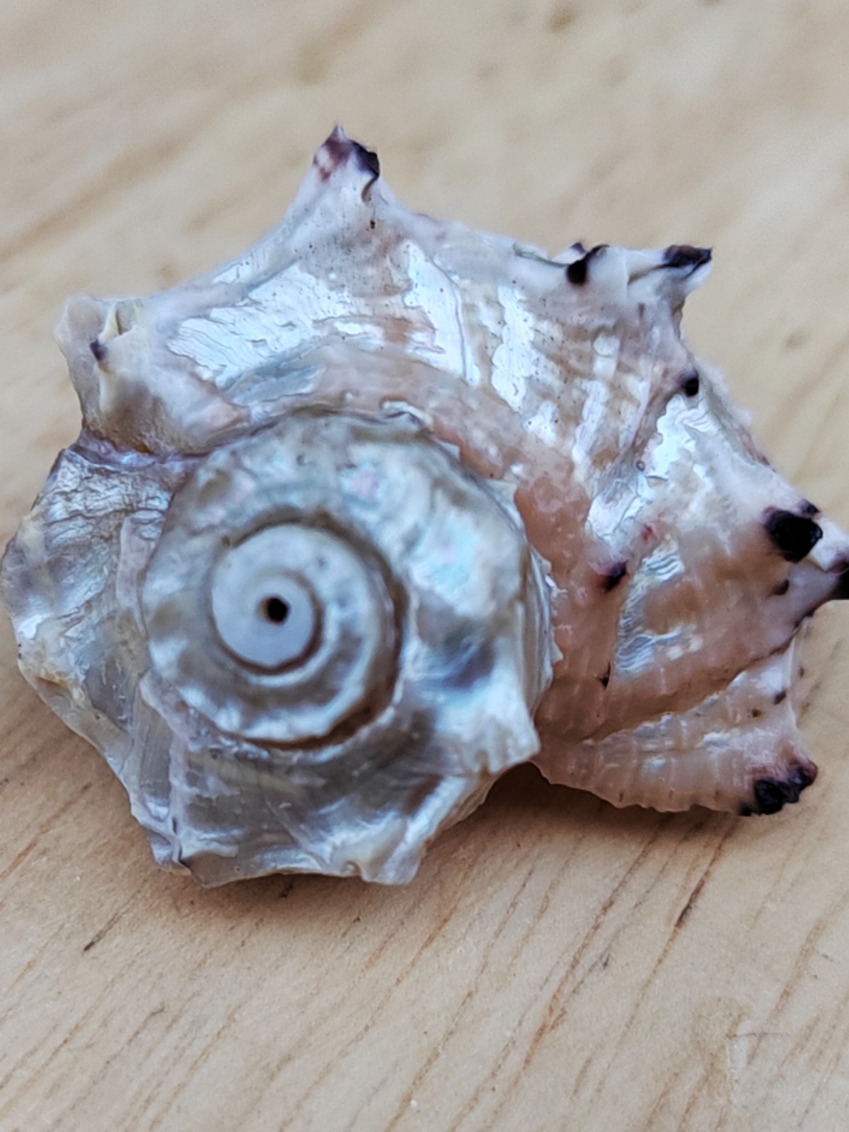 Natural Crown-of-Thorns Conch, - огляд і ціна Equestrian Helmet